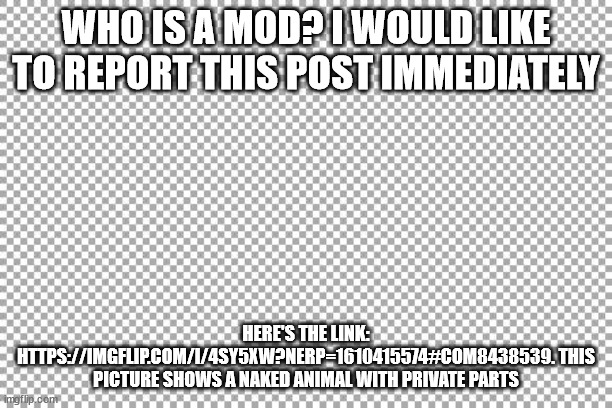 Imgflip mods, delete this post immediately!!! | WHO IS A MOD? I WOULD LIKE TO REPORT THIS POST IMMEDIATELY; HERE'S THE LINK: HTTPS://IMGFLIP.COM/I/4SY5XW?NERP=1610415574#COM8438539. THIS PICTURE SHOWS A NAKED ANIMAL WITH PRIVATE PARTS | image tagged in report,immediately,plz | made w/ Imgflip meme maker