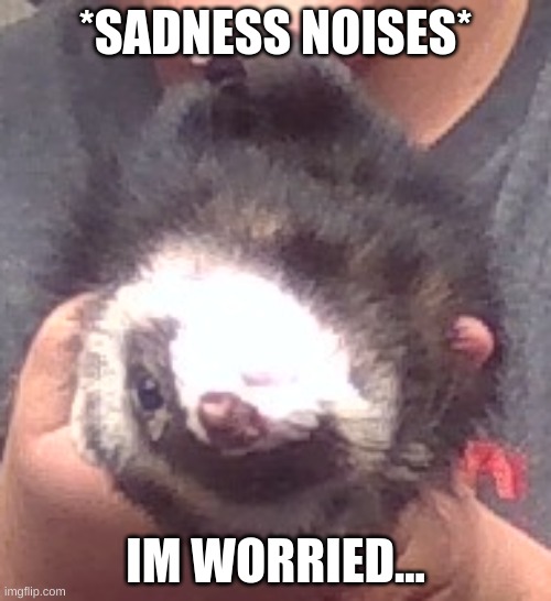 upside down ferret | *SADNESS NOISES*; IM WORRIED... | image tagged in upside down ferret | made w/ Imgflip meme maker