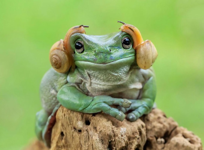 "Help me, Obi-Wan Kenobi. You're my only hope." Photo credit: Tanto Yensen | image tagged in awesome,pics,photography | made w/ Imgflip meme maker
