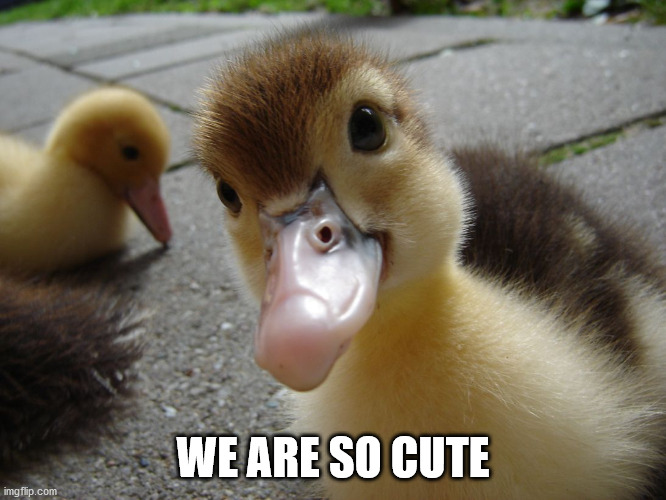 Cute duckling | WE ARE SO CUTE | image tagged in cute duckling | made w/ Imgflip meme maker