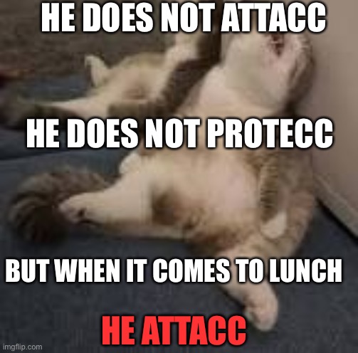 Lazy Kayt | HE DOES NOT ATTACC; HE DOES NOT PROTECC; BUT WHEN IT COMES TO LUNCH; HE ATTACC | image tagged in lazy kayt | made w/ Imgflip meme maker