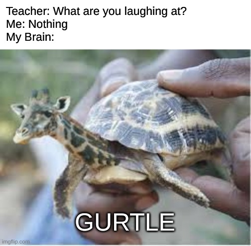 Teacher: What are you laughing at?
Me: Nothing
My Brain:; GURTLE | made w/ Imgflip meme maker
