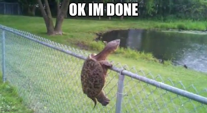 turtle fence escape | OK IM DONE | image tagged in turtle fence escape | made w/ Imgflip meme maker