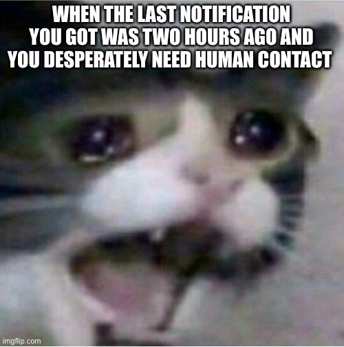 Sadboi hours | WHEN THE LAST NOTIFICATION YOU GOT WAS TWO HOURS AGO AND YOU DESPERATELY NEED HUMAN CONTACT | image tagged in cat is sad | made w/ Imgflip meme maker