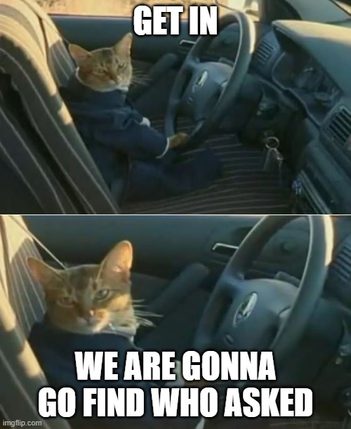 Boat Cat in Car | GET IN; WE ARE GONNA GO FIND WHO ASKED | image tagged in boat cat in car | made w/ Imgflip meme maker