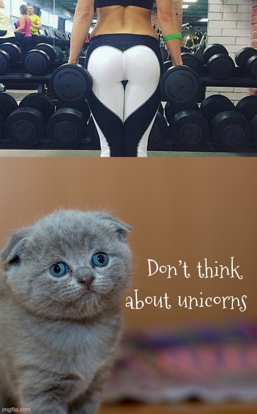 Don't Think About Unicorns | image tagged in cat,cute cat,don't think about unicorns,unicorn,think,mrw | made w/ Imgflip meme maker