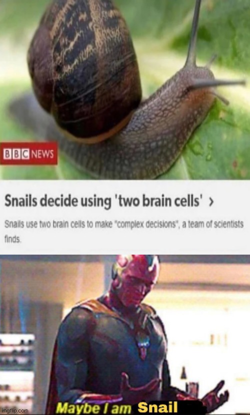 Maybe I am snail | image tagged in memes | made w/ Imgflip meme maker