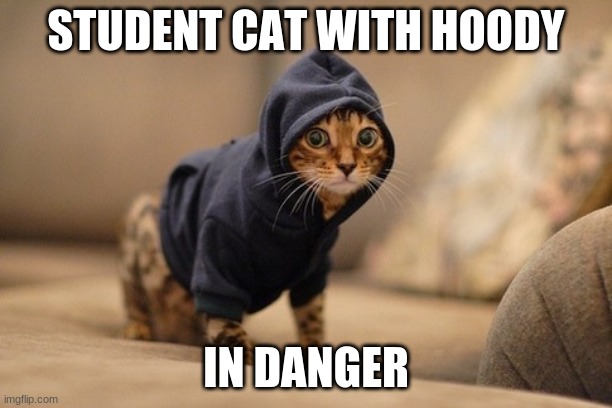 Hoody Cat | STUDENT CAT WITH HOODY; IN DANGER | image tagged in memes,hoody cat | made w/ Imgflip meme maker