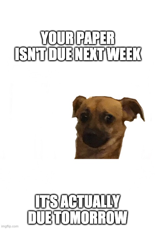 Concerned doggo | YOUR PAPER ISN'T DUE NEXT WEEK; IT'S ACTUALLY DUE TOMORROW | image tagged in concerned doggo | made w/ Imgflip meme maker