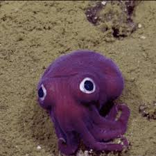 Googly eyed squid Blank Meme Template
