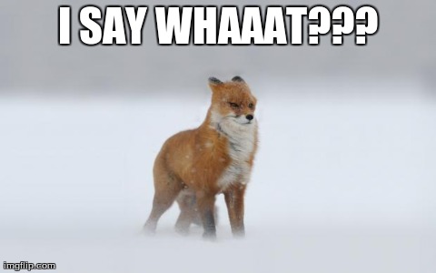 I SAY WHAAAT??? | image tagged in fox | made w/ Imgflip meme maker