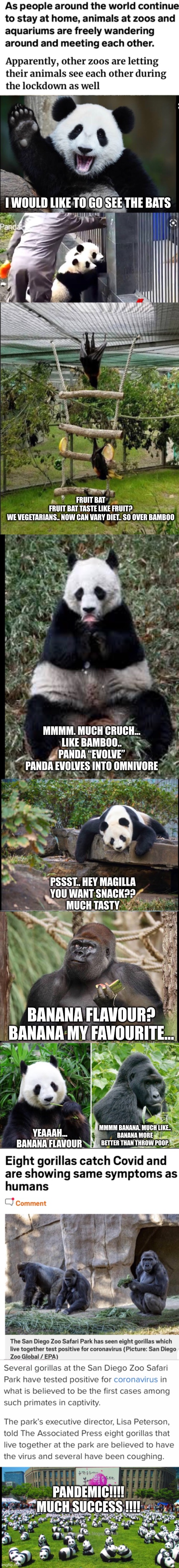 Covid Mutatian in Animals | I WOULD LIKE TO GO SEE THE BATS; FRUIT BAT
FRUIT BAT TASTE LIKE FRUIT?
WE VEGETARIANS.. NOW CAN VARY DIET.. SO OVER BAMBOO; MMMM. MUCH CRUCH...
LIKE BAMBOO..
PANDA “EVOLVE”
PANDA EVOLVES INTO OMNIVORE; PSSST.. HEY MAGILLA
YOU WANT SNACK??
MUCH TASTY; BANANA FLAVOUR?
BANANA MY FAVOURITE... MMMM BANANA. MUCH LIKE..
BANANA MORE BETTER THAN THROW POOP. YEAAAH... BANANA FLAVOUR; PANDEMIC!!!!
MUCH SUCCESS !!!! | image tagged in meme,covid,covid mutation,ventilate,2020,zoo | made w/ Imgflip meme maker