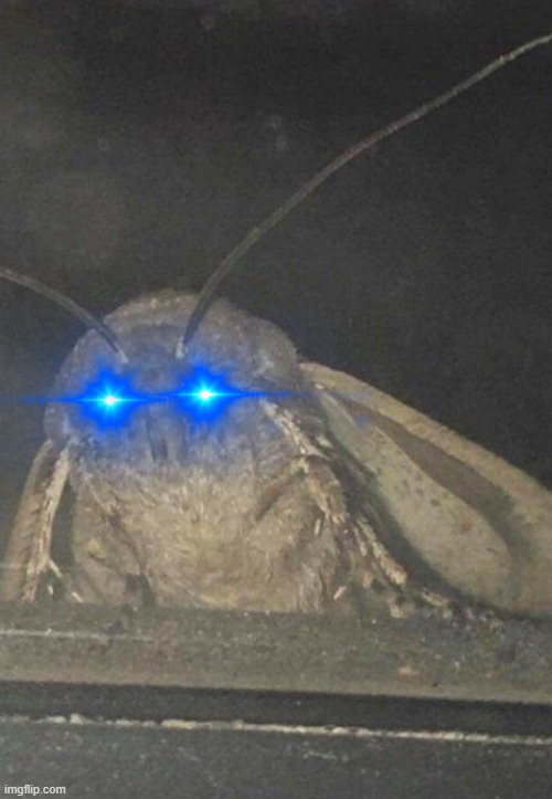Moth | image tagged in moth | made w/ Imgflip meme maker