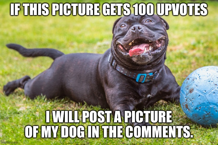 i promise | IF THIS PICTURE GETS 100 UPVOTES; I WILL POST A PICTURE OF MY DOG IN THE COMMENTS. | image tagged in dogs,dog,upvotes,upvote,memes,upvote begging | made w/ Imgflip meme maker