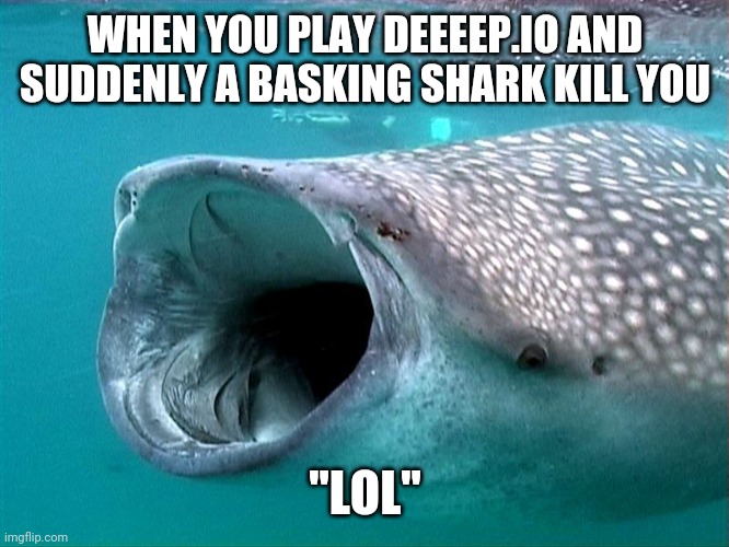 LOL | WHEN YOU PLAY DEEEEP.IO AND SUDDENLY A BASKING SHARK KILL YOU; "LOL" | image tagged in whale shark | made w/ Imgflip meme maker