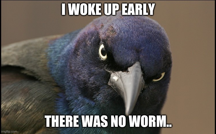 no worm.. | I WOKE UP EARLY; THERE WAS NO WORM.. | image tagged in the original angry bird | made w/ Imgflip meme maker