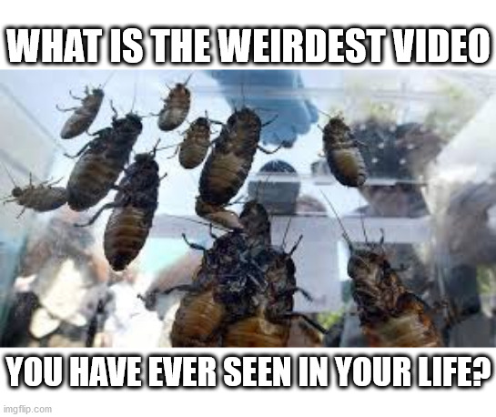 Give out the link if you can | WHAT IS THE WEIRDEST VIDEO; YOU HAVE EVER SEEN IN YOUR LIFE? | made w/ Imgflip meme maker