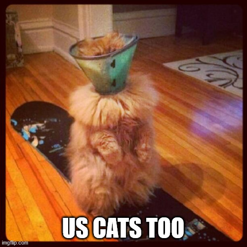 cat cone of shame | US CATS TOO | image tagged in cat cone of shame | made w/ Imgflip meme maker