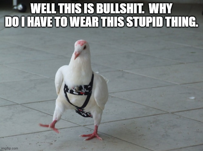 Pigeon with strap on | WELL THIS IS BULLSHIT.  WHY DO I HAVE TO WEAR THIS STUPID THING. | image tagged in pigeon with strap on | made w/ Imgflip meme maker