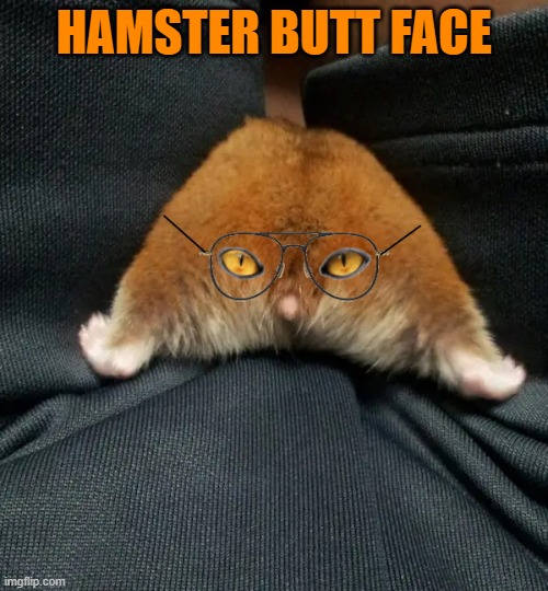 hamster butt face | HAMSTER BUTT FACE | image tagged in hamster,butt,face | made w/ Imgflip meme maker
