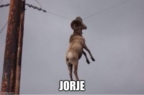 Jorje | JORJE | image tagged in funny,memes,funny memes,funny meme | made w/ Imgflip meme maker