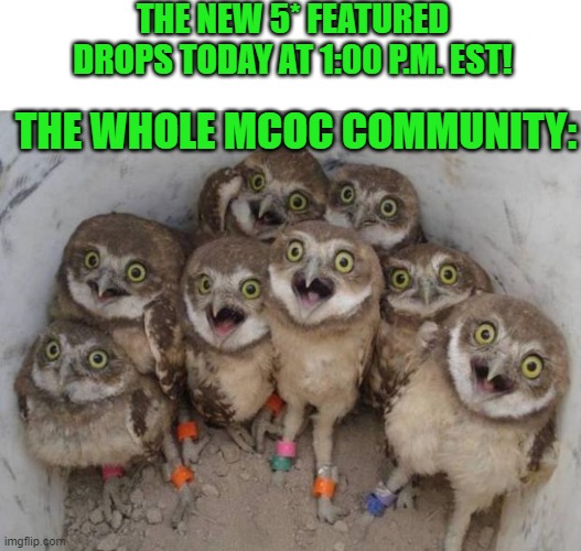 Excited Owls | THE NEW 5* FEATURED DROPS TODAY AT 1:00 P.M. EST! THE WHOLE MCOC COMMUNITY: | image tagged in excited owls | made w/ Imgflip meme maker