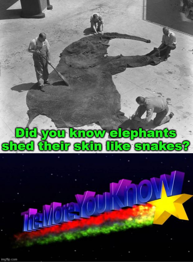 JK | Did you know elephants shed their skin like snakes? | image tagged in the more you know,elephant | made w/ Imgflip meme maker