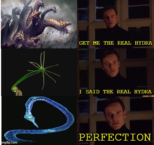 Get me the REAL Hydra | GET ME THE REAL HYDRA; I SAID THE REAL HYDRA; PERFECTION | image tagged in perfection,half life | made w/ Imgflip meme maker