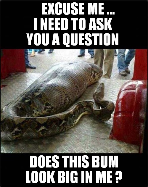 One 'Flup' Snake | EXCUSE ME ... I NEED TO ASK YOU A QUESTION; DOES THIS BUM LOOK BIG IN ME ? | image tagged in fun,snake,self conscious | made w/ Imgflip meme maker