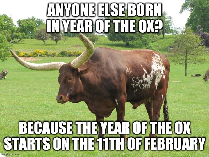 oxymoron | ANYONE ELSE BORN IN YEAR OF THE OX? BECAUSE THE YEAR OF THE OX STARTS ON THE 11TH OF FEBRUARY | image tagged in oxymoron | made w/ Imgflip meme maker