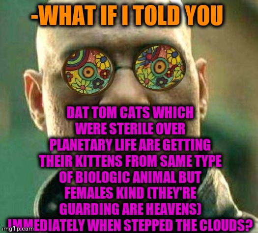 -Reward is getting cool. | DAT TOM CATS WHICH WERE STERILE OVER PLANETARY LIFE ARE GETTING THEIR KITTENS FROM SAME TYPE OF BIOLOGIC ANIMAL BUT FEMALES KIND (THEY'RE GUARDING ARE HEAVENS) IMMEDIATELY WHEN STEPPED THE CLOUDS? -WHAT IF I TOLD YOU | image tagged in acid kicks in morpheus,funny cats,west virginia,stairway to heaven,animals to humans,guardian angel | made w/ Imgflip meme maker