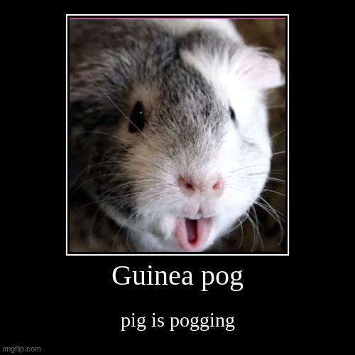 image tagged in funny,demotivationals,guinea pig,pog,guinea pog | made w/ Imgflip demotivational maker