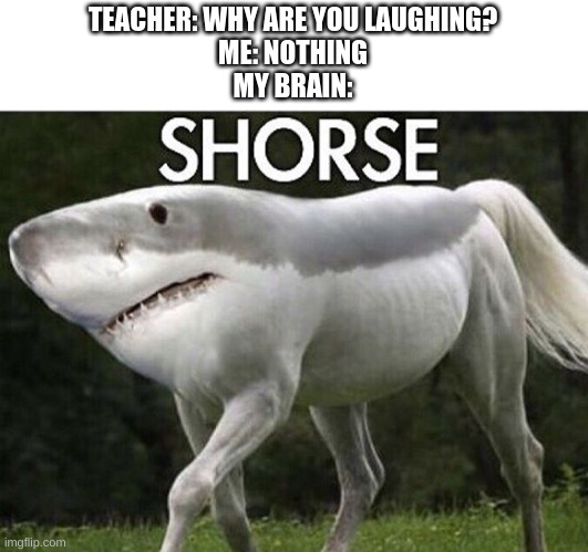 TEACHER: WHY ARE YOU LAUGHING?
ME: NOTHING
MY BRAIN: | image tagged in shorse,memes,funny,why are you laughing,this is a tag,why are you reading the tags | made w/ Imgflip meme maker