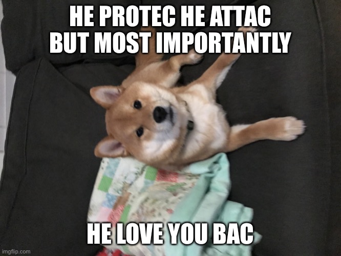 Doggo | HE PROTEC HE ATTAC BUT MOST IMPORTANTLY; HE LOVE YOU BAC | image tagged in doggo | made w/ Imgflip meme maker