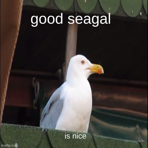 good | good seagal; is nice | image tagged in seagull | made w/ Imgflip meme maker