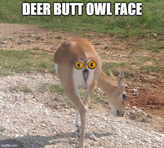 deer butt owl face | DEER BUTT OWL FACE | image tagged in deer butt,owl | made w/ Imgflip meme maker