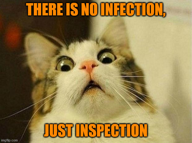 COVID | THERE IS NO INFECTION, JUST INSPECTION | image tagged in memes,scared cat | made w/ Imgflip meme maker