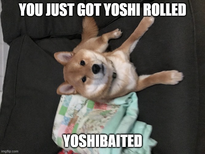 Doggo | YOU JUST GOT YOSHI ROLLED; YOSHIBAITED | image tagged in doggo | made w/ Imgflip meme maker