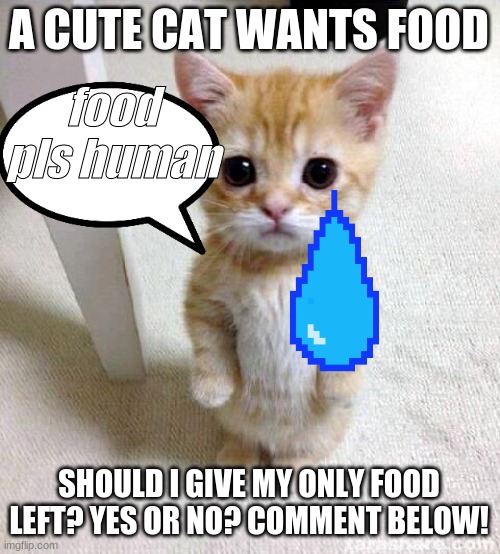 Yes or No? | food pls human; A CUTE CAT WANTS FOOD; SHOULD I GIVE MY ONLY FOOD LEFT? YES OR NO? COMMENT BELOW! | image tagged in memes,cute cat | made w/ Imgflip meme maker