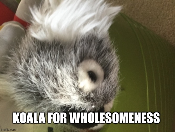 He is my  friend | KOALA FOR WHOLESOMENESS | made w/ Imgflip meme maker