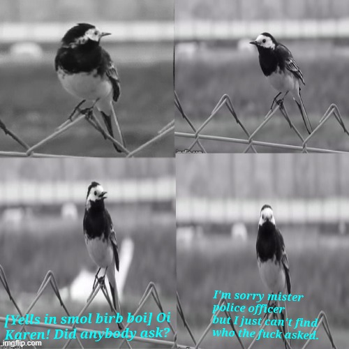 image tagged in smol birb looking for who asked | made w/ Imgflip meme maker