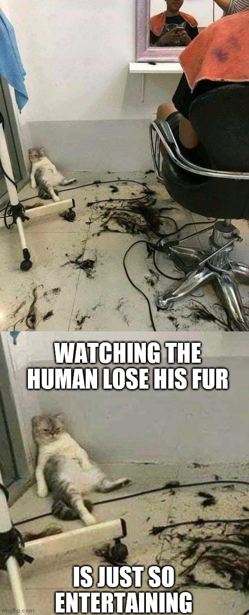 YOU'RE NEXT KITTY | WATCHING THE HUMAN LOSE HIS FUR; IS JUST SO ENTERTAINING | image tagged in lolcats,funny cats,cats | made w/ Imgflip meme maker