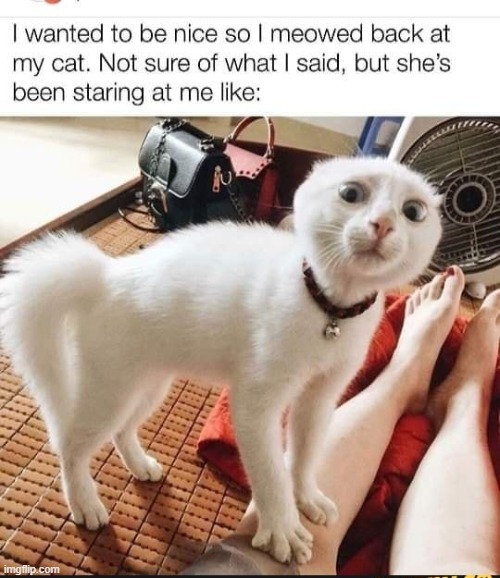 um is he ok? | image tagged in cats | made w/ Imgflip meme maker