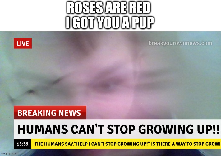 meme | ROSES ARE RED 
I GOT YOU A PUP | image tagged in memes,breaking news | made w/ Imgflip meme maker