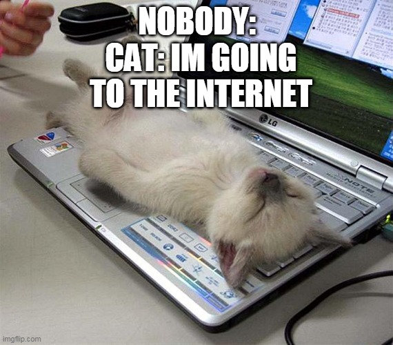 cat internet | NOBODY:; CAT: IM GOING TO THE INTERNET | image tagged in cat internet | made w/ Imgflip meme maker