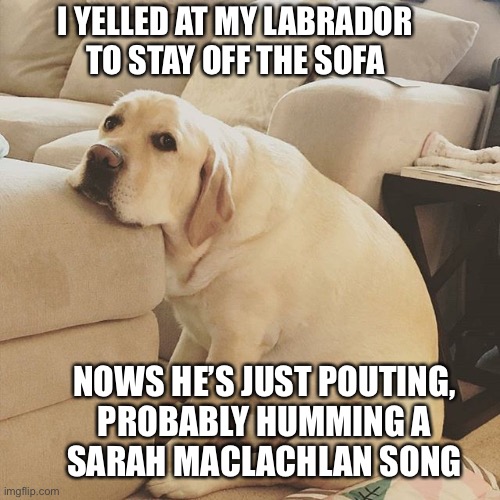 Probably plotting his revenge | I YELLED AT MY LABRADOR TO STAY OFF THE SOFA; NOWS HE’S JUST POUTING,
PROBABLY HUMMING A
SARAH MACLACHLAN SONG | image tagged in labrador,pouting,sulking,sad,dog,couch | made w/ Imgflip meme maker