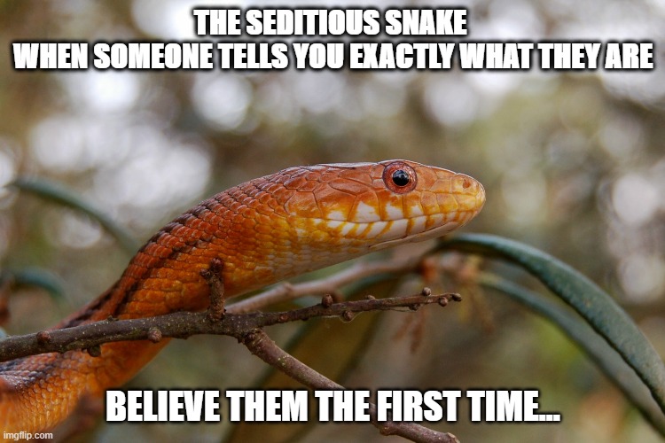 Trump: The Seditious Snake | THE SEDITIOUS SNAKE 
WHEN SOMEONE TELLS YOU EXACTLY WHAT THEY ARE; BELIEVE THEM THE FIRST TIME... | image tagged in trump,sedition,traitor,death,murder | made w/ Imgflip meme maker