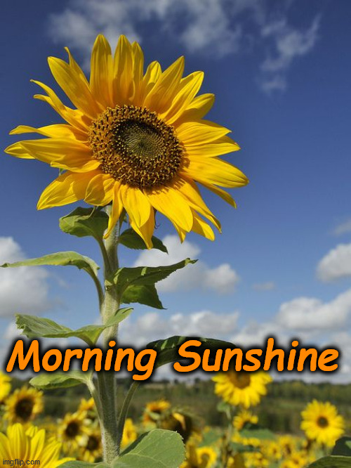 flowers | Morning Sunshine | image tagged in flowers | made w/ Imgflip meme maker