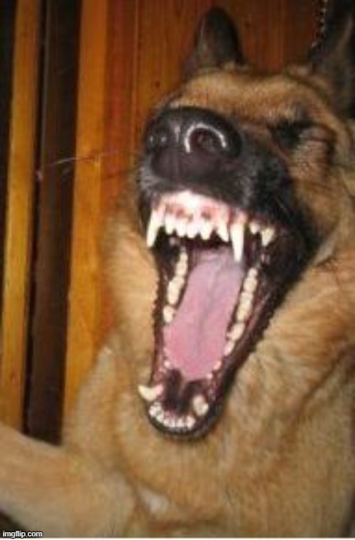 Laughing Dog | image tagged in laughing dog | made w/ Imgflip meme maker