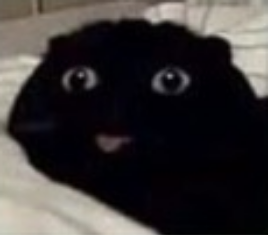 High Quality Cute funny black cat Blank Meme Template